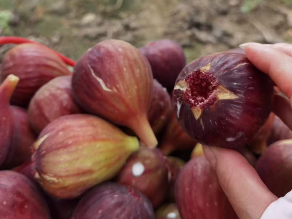無(wú)花果苗