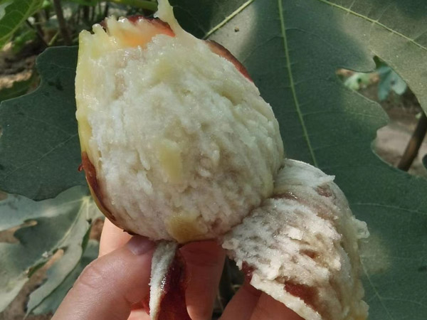 無花果苗