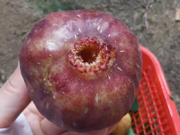 無(wú)花果苗