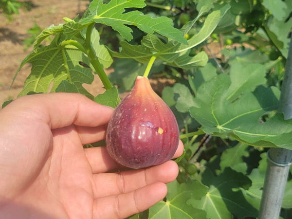 無花果苗