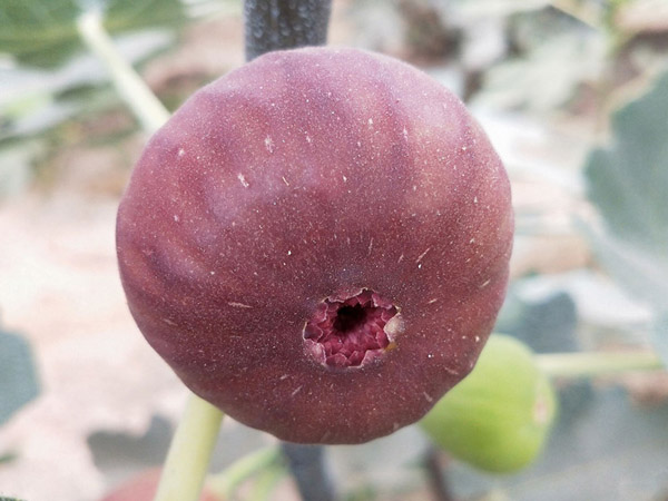 無花果苗