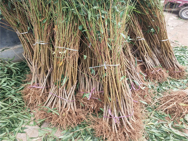 桃樹苗