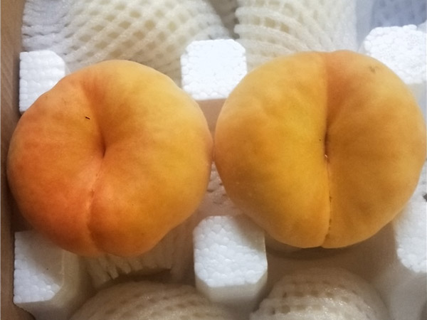 桃樹苗