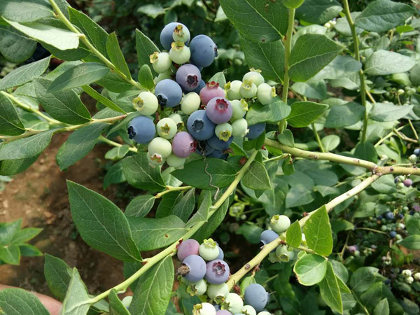 藍莓苗