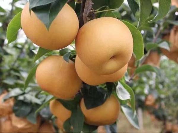 梨樹(shù)苗