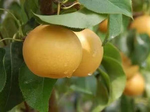 梨樹苗