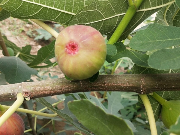 無花果苗