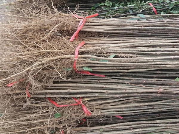 花椒苗