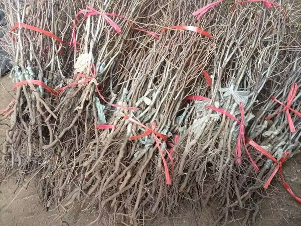 棗樹(shù)苗
