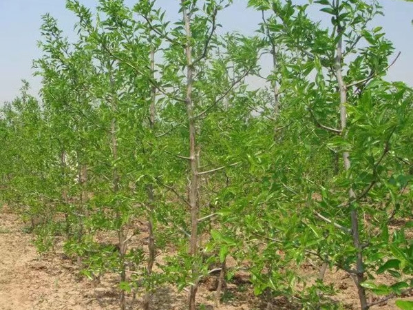 棗樹(shù)苗