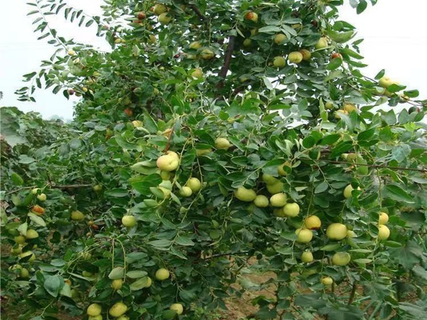 棗樹(shù)苗