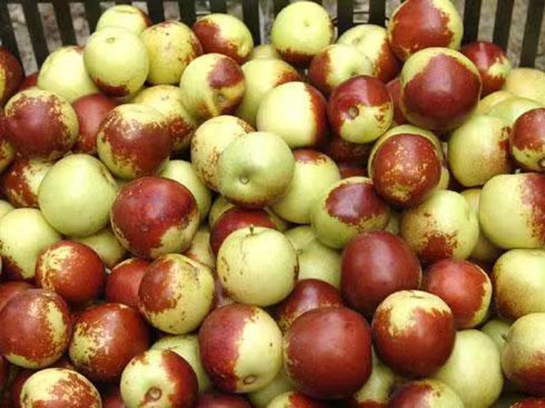 棗樹(shù)苗