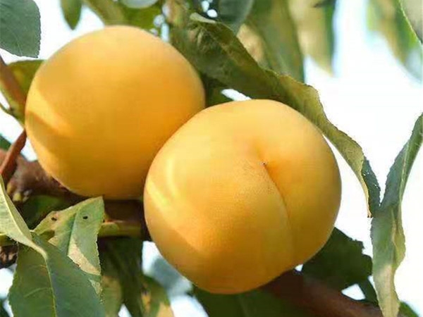 桃樹苗