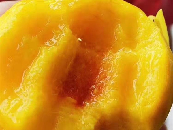 桃樹苗