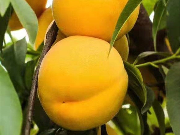 桃樹(shù)苗