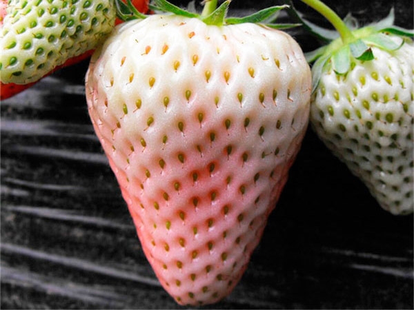 草莓苗