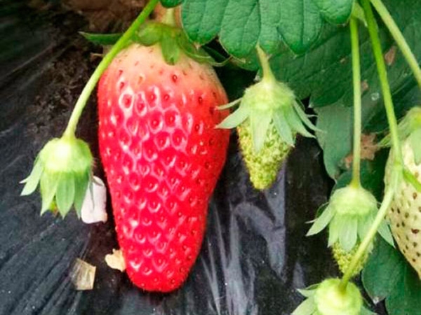 草莓苗