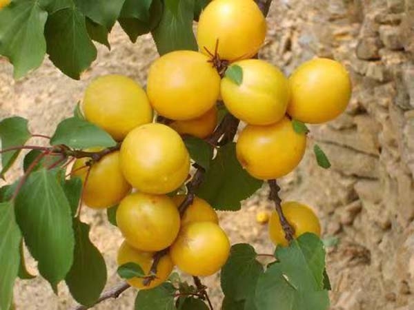 杏樹(shù)苗