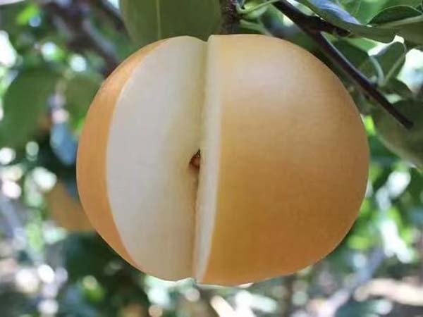 梨樹(shù)苗
