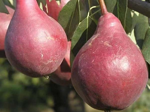 梨樹(shù)苗