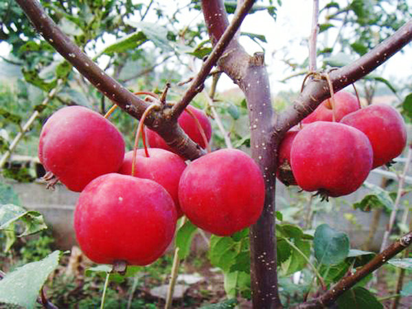 夏季蘋果樹管理技術(shù)要點(diǎn)