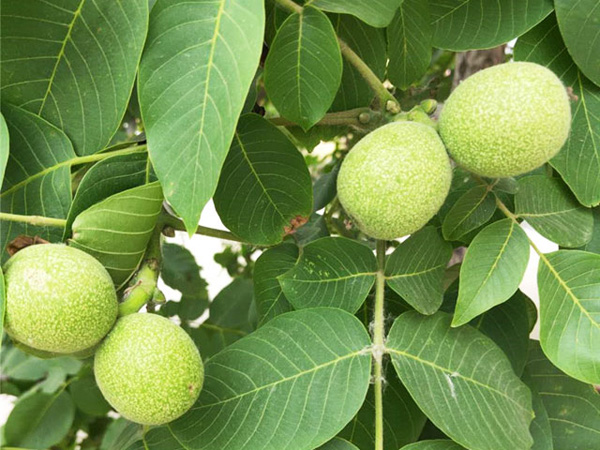 有關(guān)秋季核桃樹樹體修剪技術(shù)